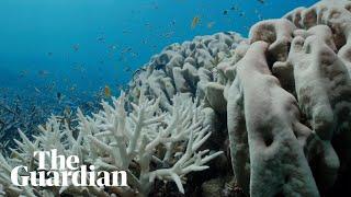 Great Barrier Reef suffering ‘most severe’ coral bleaching on record