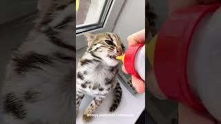 Busya is Drinking Milk : Asian Leopard Cat #shorts