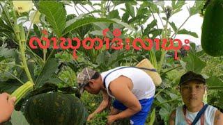 Karen Jungle's vegetables and fruits.