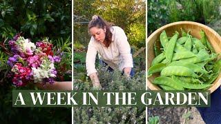 Slow Spring Days in the Garden  My Favourite Foliage, Succession Planting Flowers & Spring Harvests