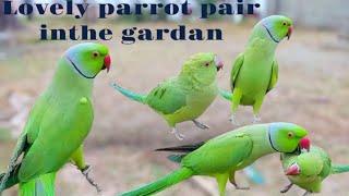 Lovely parrot pair in the gardan.