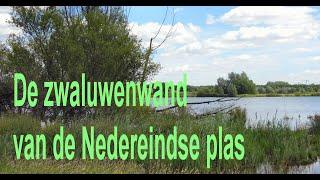 De Zwaluwenwand van de Nedereindse plas (Nieuwegein/Utrecht)