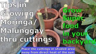 Tips in Growing Moringa Tree from Cuttings