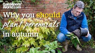 Plant PERENNIALS IN BORDERS in autumn and get a HEAD START on next year