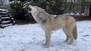 First Snow of the Season Brings Happy Wolf Howls ️