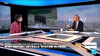 'Nature is on the brink of burnout,' WWF warns as COP16 biodiversity summit opens • FRANCE 24