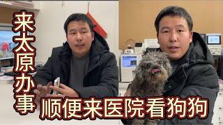 2024-12-24 Xiaoxu's Mountain Life with Dogs 小徐银行卡被冻结，一分钱都不能花了，无奈，只能去银行解决这个问题，同时来医院看望住院的狗狗。