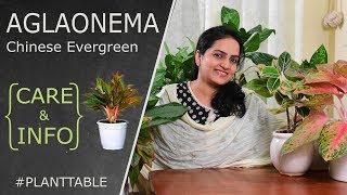 Aglaonema (Chinese Evergreen) Care & Info | Indoor Plants