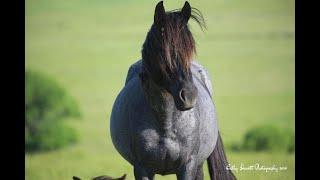 Nokota Stallion dangerously misunderstood returns to his true self!