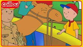 Caillou's Camel Ride | Caillou Classics