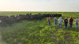 Serenading My Cows with 6 Trombones -- Mother by #meghantrainor --Arr. Lucas Hulett  #farm #cow