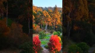 Autumn  Vibes at Warburton, Victoria, Australia