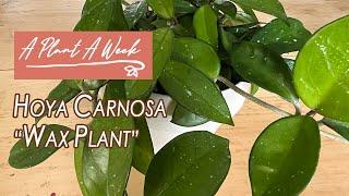 Hoya Carnosa "Wax Plant" Care | A Plant A Week