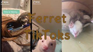 Ferret TikToks | Mr. Demon