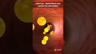 Parts of Small Intestine & Their Functions | Biology | SSC CHSL, CG, MTS, CGL | Shefali Rathore