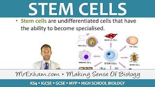 Stem Cells - GCSE Biology (9-1)