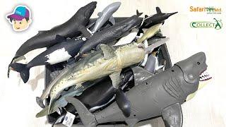 Sea Animals Collection - Sharks, Whales, Dolphin, Bull Shark, Great White Shark, Humpback Whale