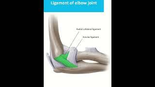 Anatomy of elbow joint #jointsurgery