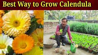 Best Way to Grow Calendula in Pots or Garden