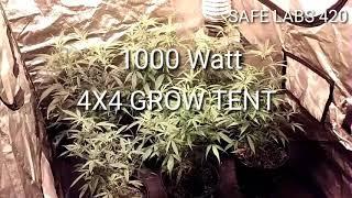 4X4 GROW TENT AND CHIT CHAT