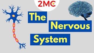 What is the Nervous System | Nervous System Basics