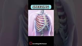 SNEEZING  What happens inside our body when we sneeze ? why do we sneeze ? #shorts #overview