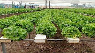 All Farmers Need To About Growing Commercial Vegetables Using Organic Fertilizer & Making Millions