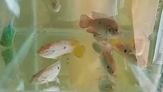 African Cichlid fish collection | Chennai RR Aquarium | Cichlid fish Lover