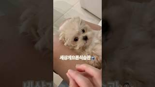 #강아지 #반려견 #댕팔 #멍팔 #멍팔맞팔 #말티푸 #토리 #토리의게으른하루 #잘먹어라강아지야