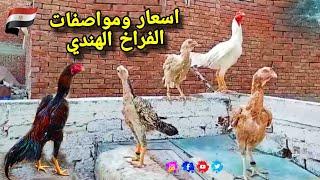 اسعار ومواصفات الفراخ الهندي  (فراخ جديده في مملكه الطيور )