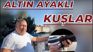 24 AYAR ALTIN BİLEZİKLİ KUŞLAR - ÜNAL AYNACIOĞLU KÜMES ZİYARETİ OYUNKUŞU UÇUMU