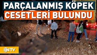 Ankara Altındağ'da 11 Ölü Köpek Bulunmuştu, Belediyeden Açıklama Geldi | NTV