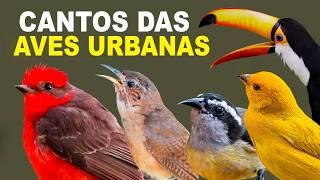 URBAN BIRD SONG | BIRDS that live in cities | Corruíra, scissor-tailed canary, wren