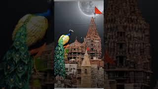 Albelo #the only transition we need #kanha #india #viral #shorts