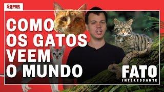 Como os gatos veem o mundo? - Fato Interessante #5