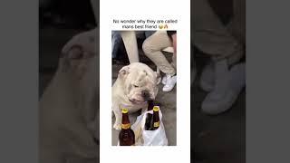 Why a Bulldog is a Man's Best Friend - Opening Beer TikTok