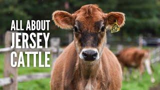 Jersey Cows From A to Z: Everything You Need to Know