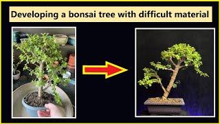 Bonsai development / working with difficult material / Portulacaria afra #bonsai #bonsaipruning