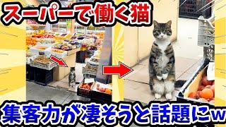 【2ch動物スレ】スーパーで働く猫 → 集客力が凄そうと話題にwww