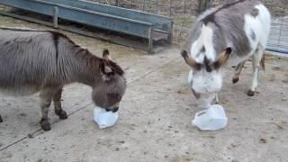 Milk jug fun with our Donkeys, Sunny D & Fancy Pants. Inexpensive donkey toys