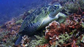 Diving Gili Islands - Turtle Point