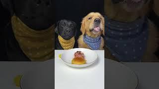 Who Needs a Vacation When You've Got a Full Plate? Golden and Labrador. Cute Pet Debut Plan