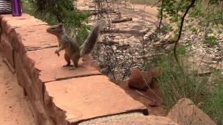 Zion National Park. Utah. USA Funny squirrel.