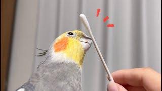 新しいふれあいに、くちばしダイレクトコンコンが加わりました【オカメインコ】