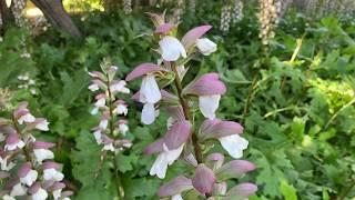 Acanthus mollis (Bear's Breech) - BOLD FOLIAGE FORWARD PERENNIAL but can be INVASIVE