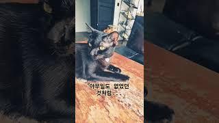 아무일도 없었다...     #고양이 #animals #라오스