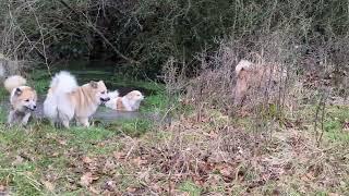 Steinunn's Kennel - everyday swimming and playing #steinunns_kennel #islandhunde #icelandicsheepdog