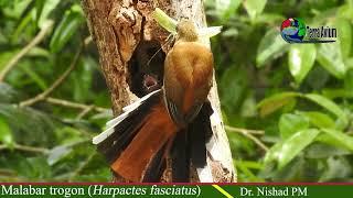 Malabar trogon (Harpactes fasciatus)