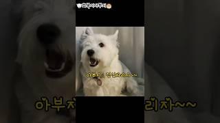 때창 전문 가수 희복이아부지 :) #westie #화이트테리어 #소년시대 #이판사판