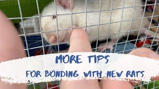 MORE Rat Bonding Tips (pt 3)